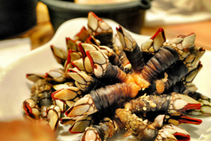 Percebes das Berlengas(kg.)